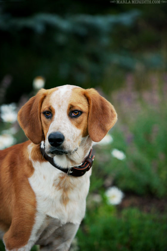 Pup-Marla-Meridith-BO1V4278