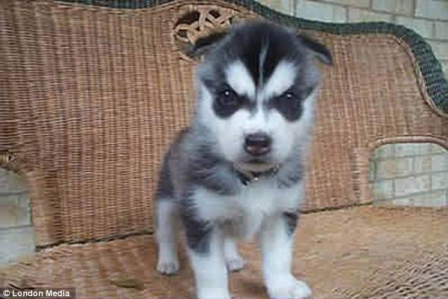 desktop-1421856031 (1)